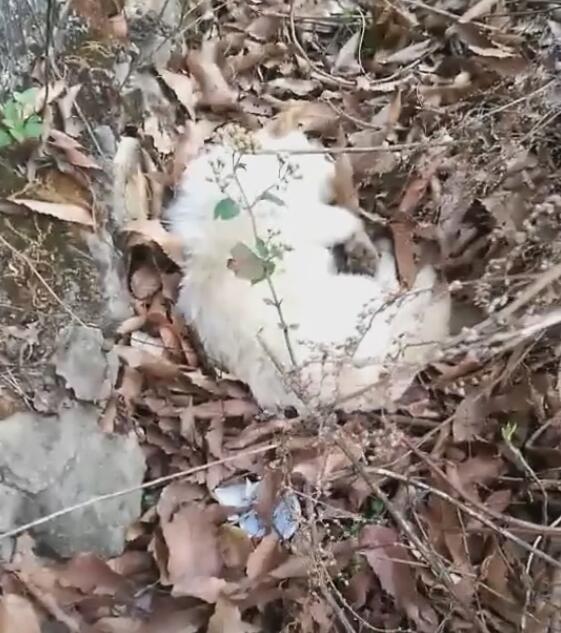 十七岁的狗突然离家,找块地安静躺着,不让主子