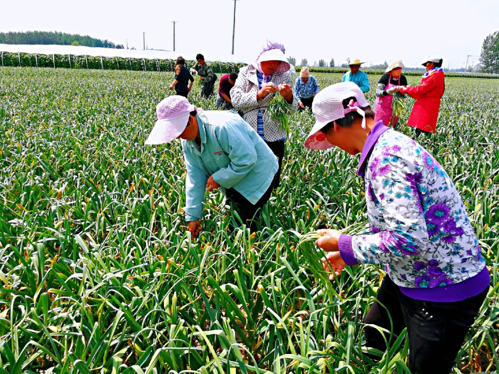 蒜你狠提一斤蒜薹倒赔2毛钱,蒜农20亩蒜薹赔