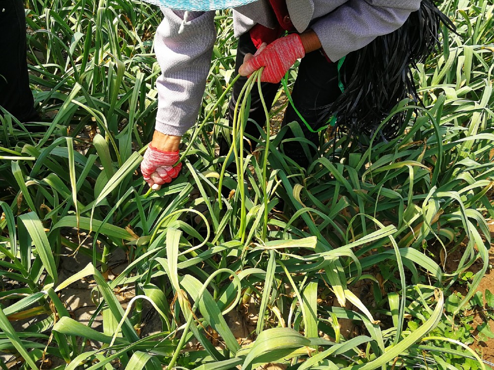 蒜你狠提一斤蒜薹倒赔2毛钱,蒜农20亩蒜薹赔