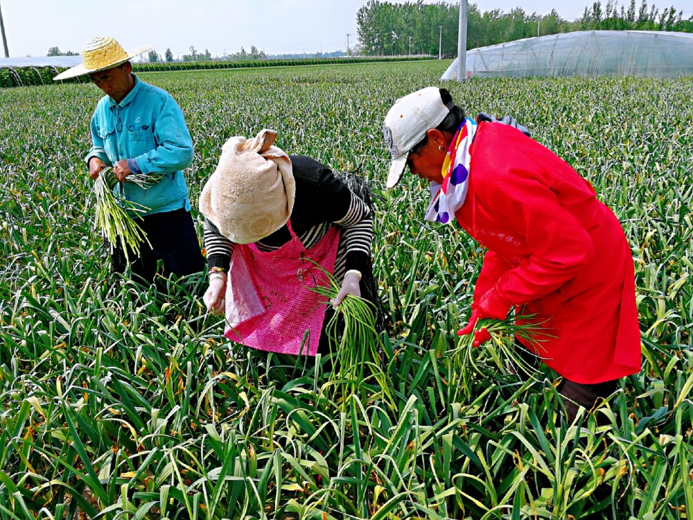 蒜你狠提一斤蒜薹倒赔2毛钱,蒜农20亩蒜薹赔