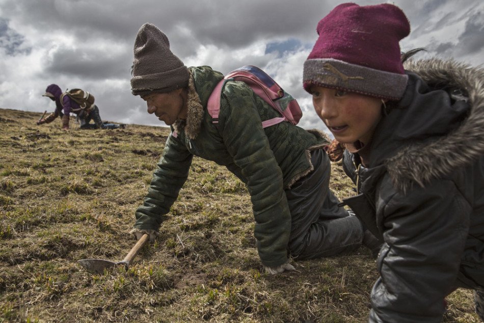 青藏高原虫草采收季:牧民4成收入靠它