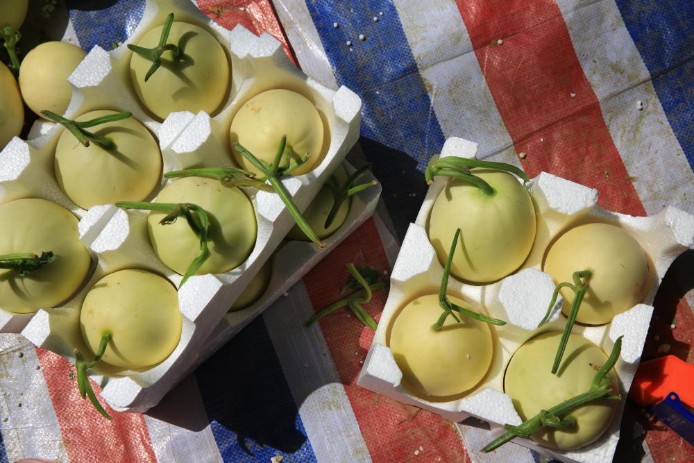 甜瓜丰收3亿斤后:基地2元一斤超市涨5倍