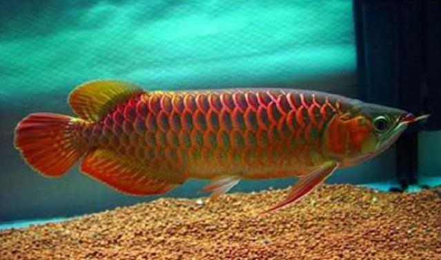 世上最贵的鱼,能不能吃不重要,图四马云爸爸