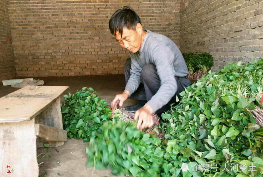 6旬庄稼汉凭一株红薯苗发家致富 一亩地挣到了