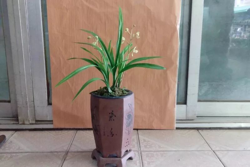 荷王建兰四季兰荷瓣名品兰花兰草老种室内盆栽绿植花卉盆景