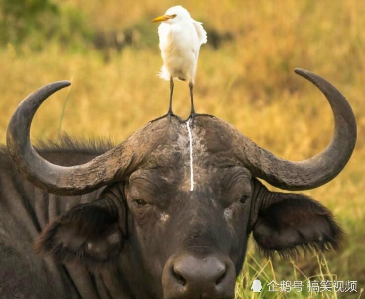 搞笑GIF:徒手劈西瓜简直弱爆,妹子要挑战榴莲