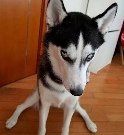 网友500元买只哈士奇,老板附送一口锅,结果一