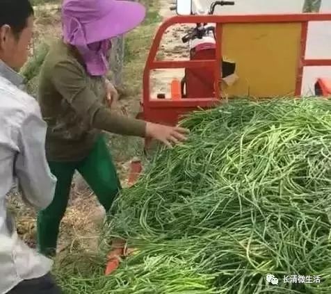 长清吴家渡的蒜苔:5毛钱,蒜他娘个球!