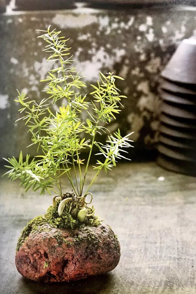 据说爱附石形态微型盆景的 都会琢磨这篇附石盆栽栽培法哦 看点快报
