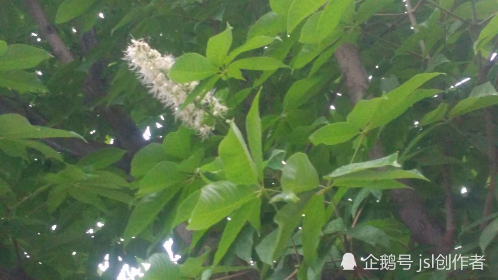七叶树别名:梭椤树,无患子目七叶树科,七叶树属聚伞圆锥花序组落叶