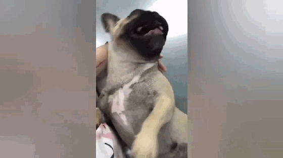 巴哥犬,搞笑宠物,萌宠,汪星人,狗狗