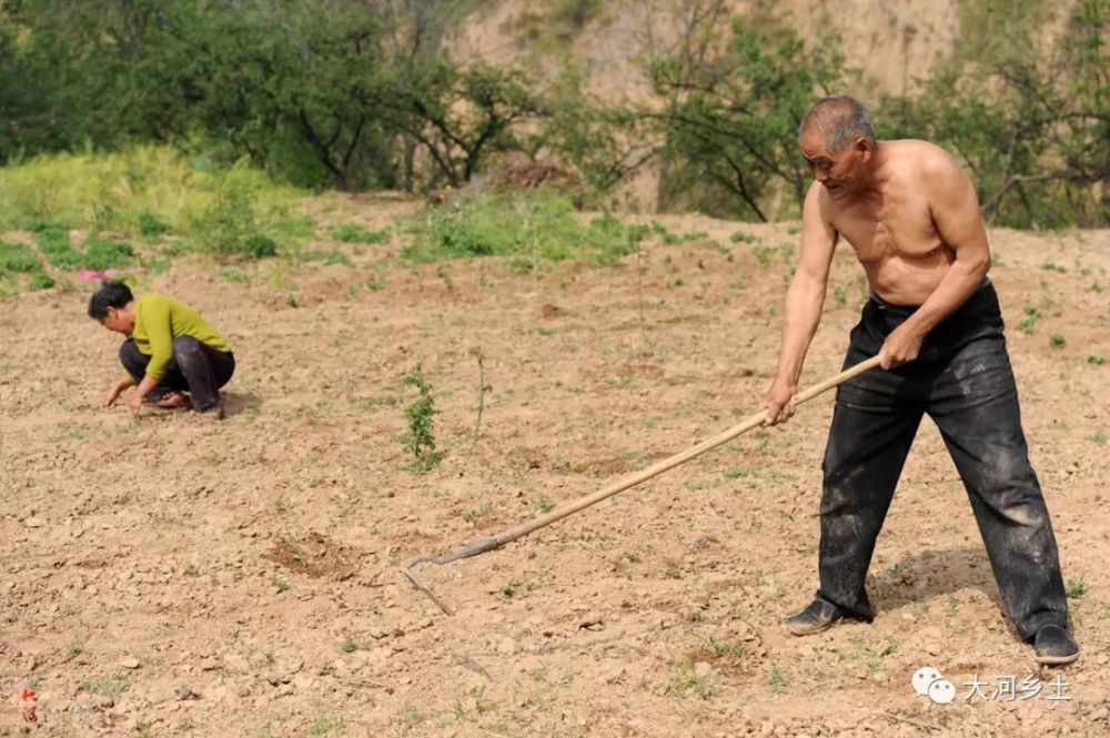 7旬老人光膀子太阳下栽菊花苗:农民就是这样,