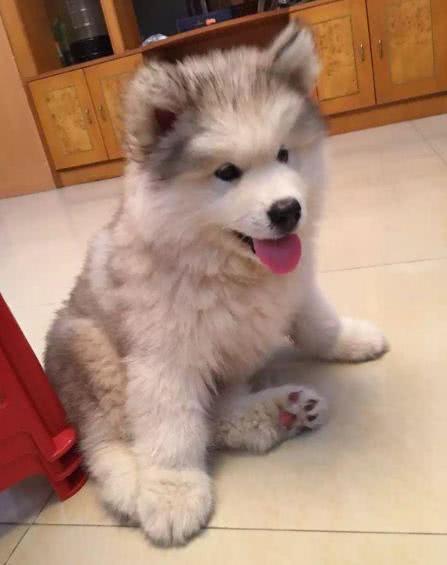 岁月是把杀猪刀,岁月是把猪饲料,阿拉斯加你怎