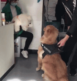 壁纸 动物 狗 狗狗 250_262 gif 动态图 动图