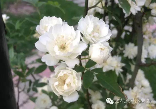 满架蔷薇一院香 看点快报