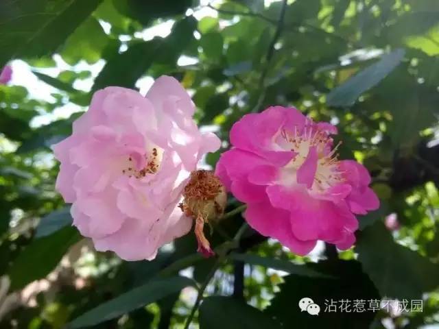 满架蔷薇一院香 看点快报
