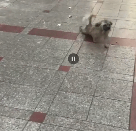 这条狗狗腿受伤,走路起来很吃力,网友看后说:骗吃骗喝
