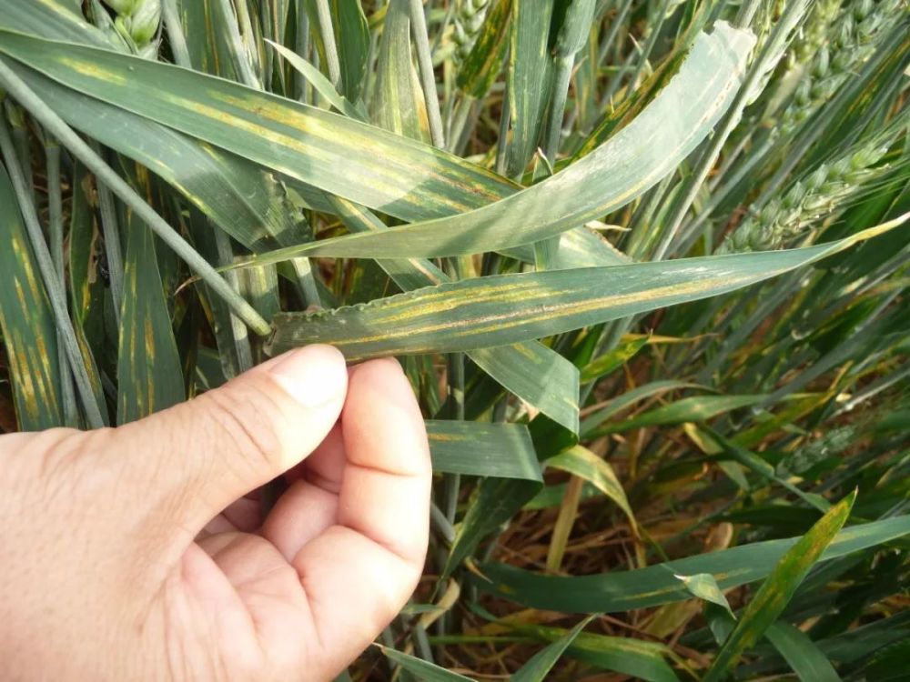 小麦叶锈病,茶树炭疽病,花生锈病,花生叶斑病,叶菜类蔬菜霜霉病,叶菜