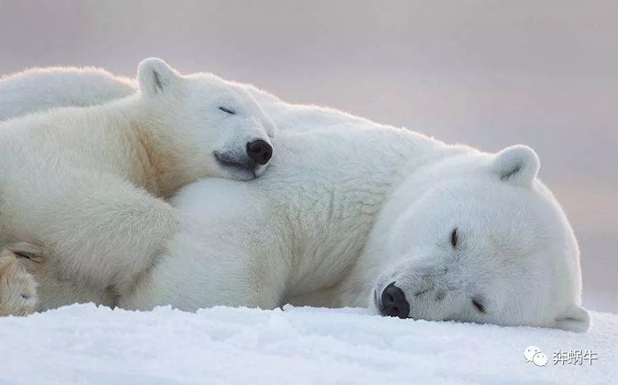你们知道北极熊是怎么生活和冬眠的?