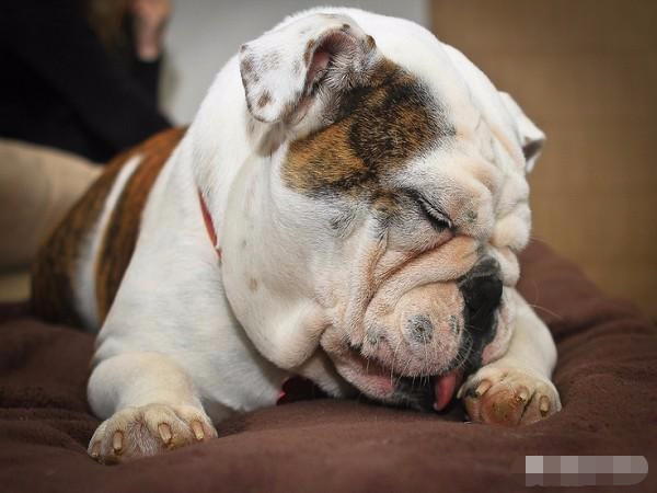 狗狗为何喜欢舔人的手护着脚?原来它是想告诉