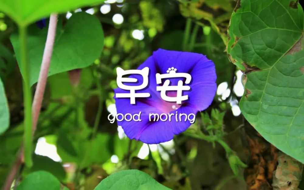 情人早安心语优美的语句 早安温馨带字图片