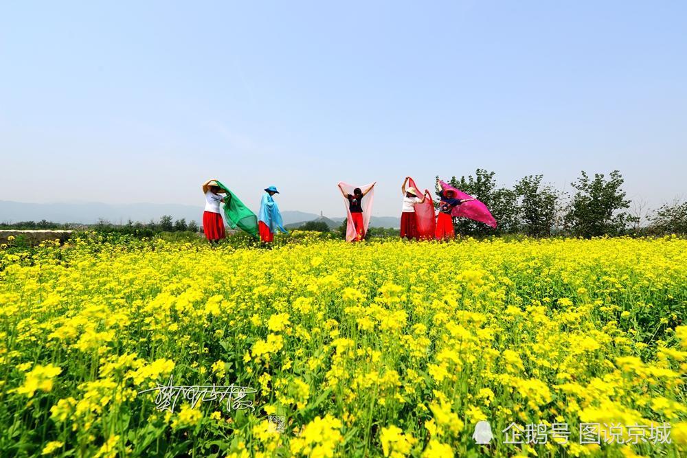 绝美!北京西郊油菜花田盛开犹似都市田园风光画