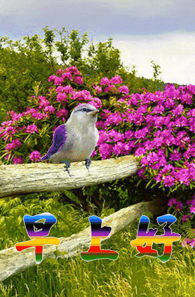 壁纸 花 桌面 383_583 竖版 竖屏 手机 gif 动态图 动图