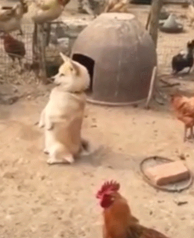 中国,表情包,狗狗