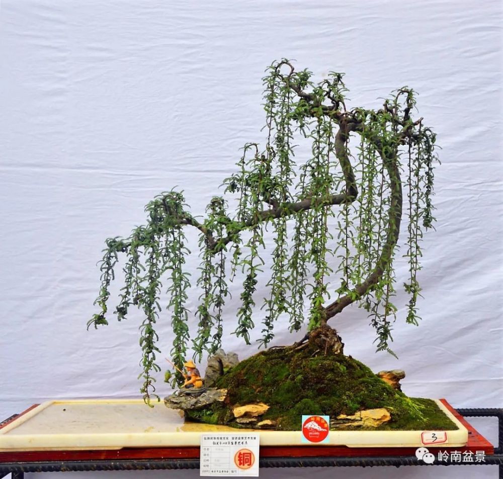 谷青菊作品小石积  60x60 二,柽柳盆景作品 欣赏了小石