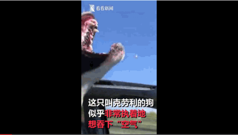 狗狗,汪星人,搞笑,猪叫,吃空气