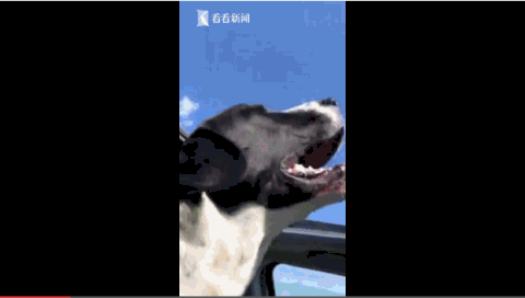 狗狗,汪星人,搞笑,猪叫,吃空气