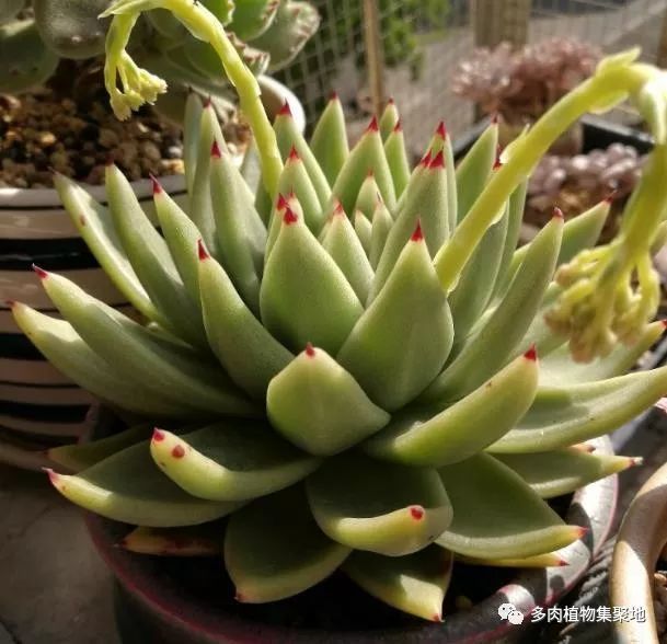 多肉植物掉叶越来越严重 控制好温度 根系生长快 不掉叶 看点快报