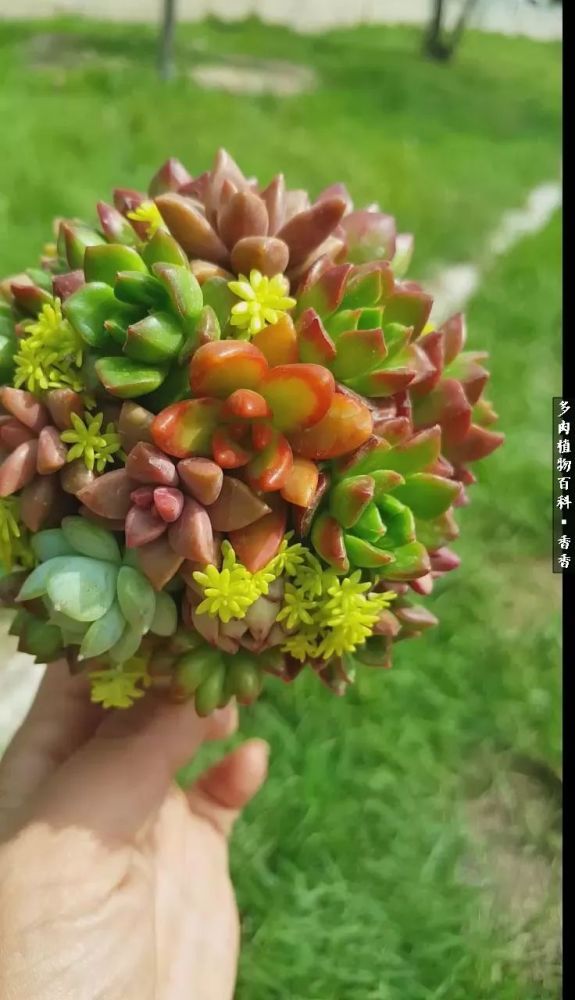 多肉创意新玩法 你get到了吗 看点快报