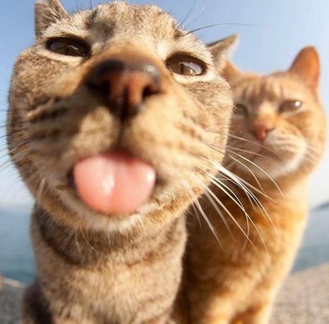 猫和狗吐舌头是因为热?直到老虎对我吐舌头,我