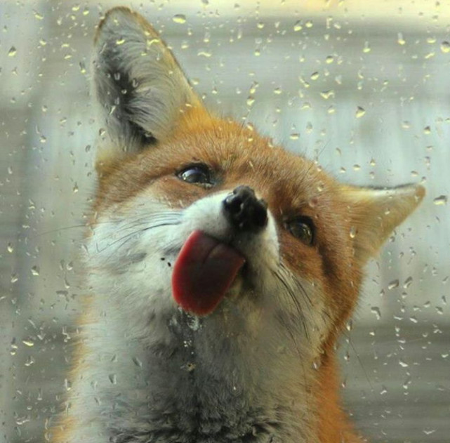 猫和狗吐舌头是因为热?直到老虎对我吐舌头,我