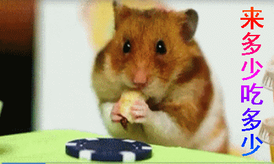 呆萌仓鼠的动图表情包,仓鼠吃东西各种表情