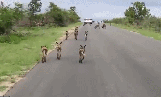 当狼像狗一样被养大时会发生什么,把狗放在野外又会