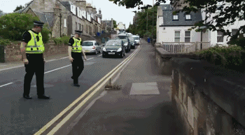 有点方 高速行车突遇动物肿么办 看点快报