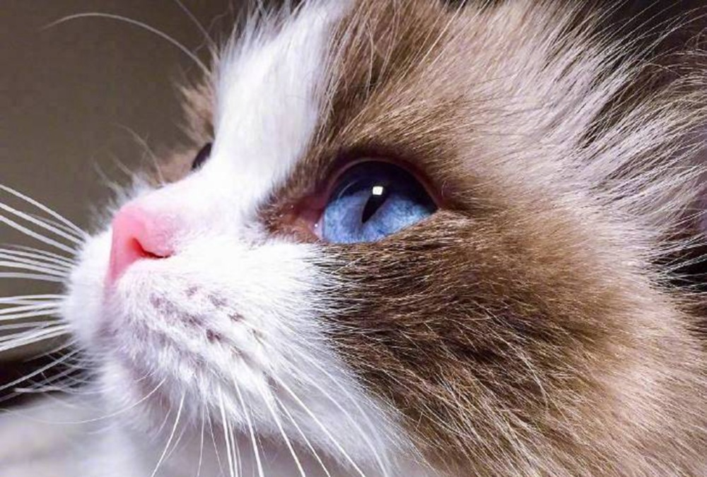 一位画家去应聘不被录用,直到他画了一只布偶猫的眼睛