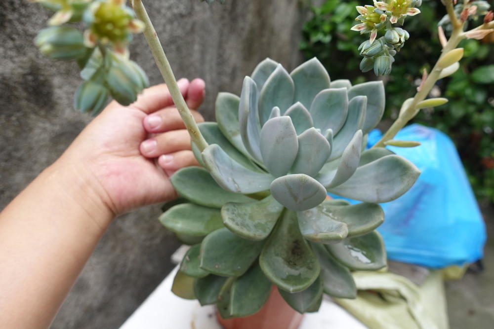 70岁老太太养的多肉植物冬美人,才养2年,都快长成"小树"了!