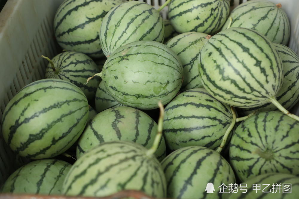 小西瓜价格比大西瓜贵 一个能卖20多元