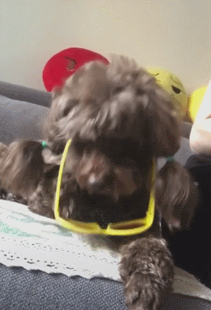 小泰迪趁主人不注意,偷偷抓起眼镜,一眨眼便成精了!