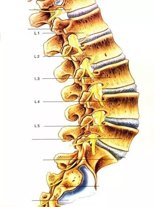 作为腰椎间盘的领军人物,腰4-5和腰5骶1足够包容,也足够优秀!