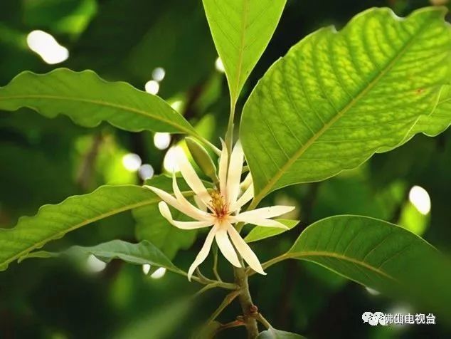 白兰,玉兰,白玉兰,佛山市花是哪个?