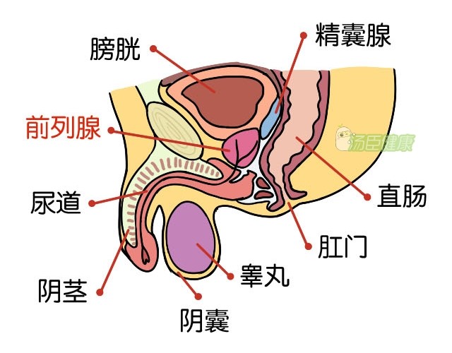 前列腺好,男人才真的好!它最怕3件事,身上这个部位疼痛一定要重视