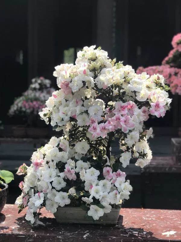 钱王祠夏秋花展升温第一弹 最是烂漫五月天皋月红艳醉钱祠 看点快报