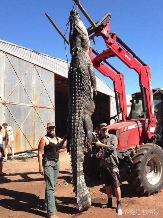 鳄鱼的天敌有哪些?鳄鱼在自然界的实力堪忧