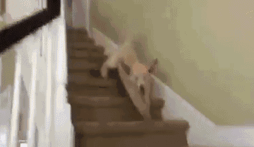 萌宠萌出新高度,爆笑萌宠之小短腿