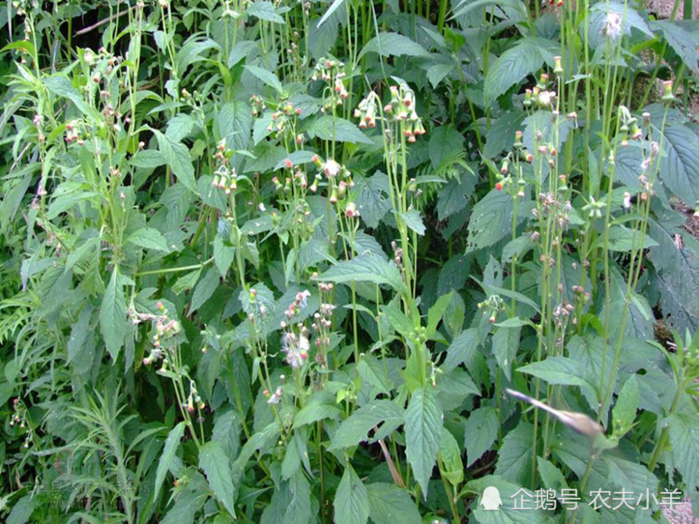 这是野茼蒿