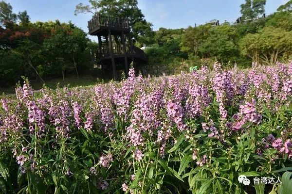 粉紫色花海盛开天使花爱情花浪漫绽放 看点快报